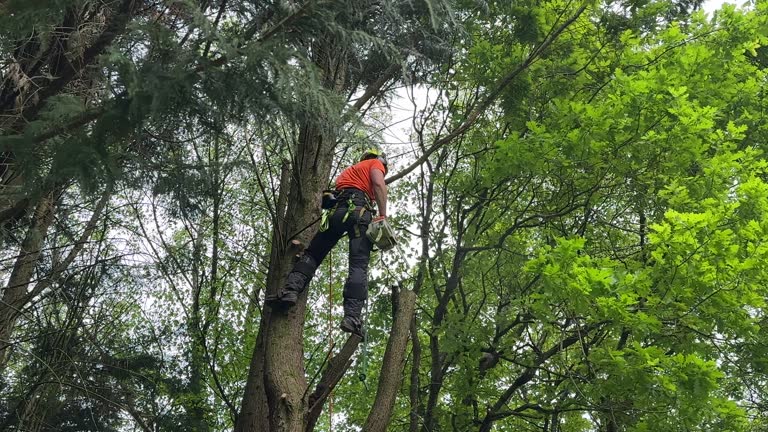 How Our Tree Care Process Works  in  Kayenta, AZ